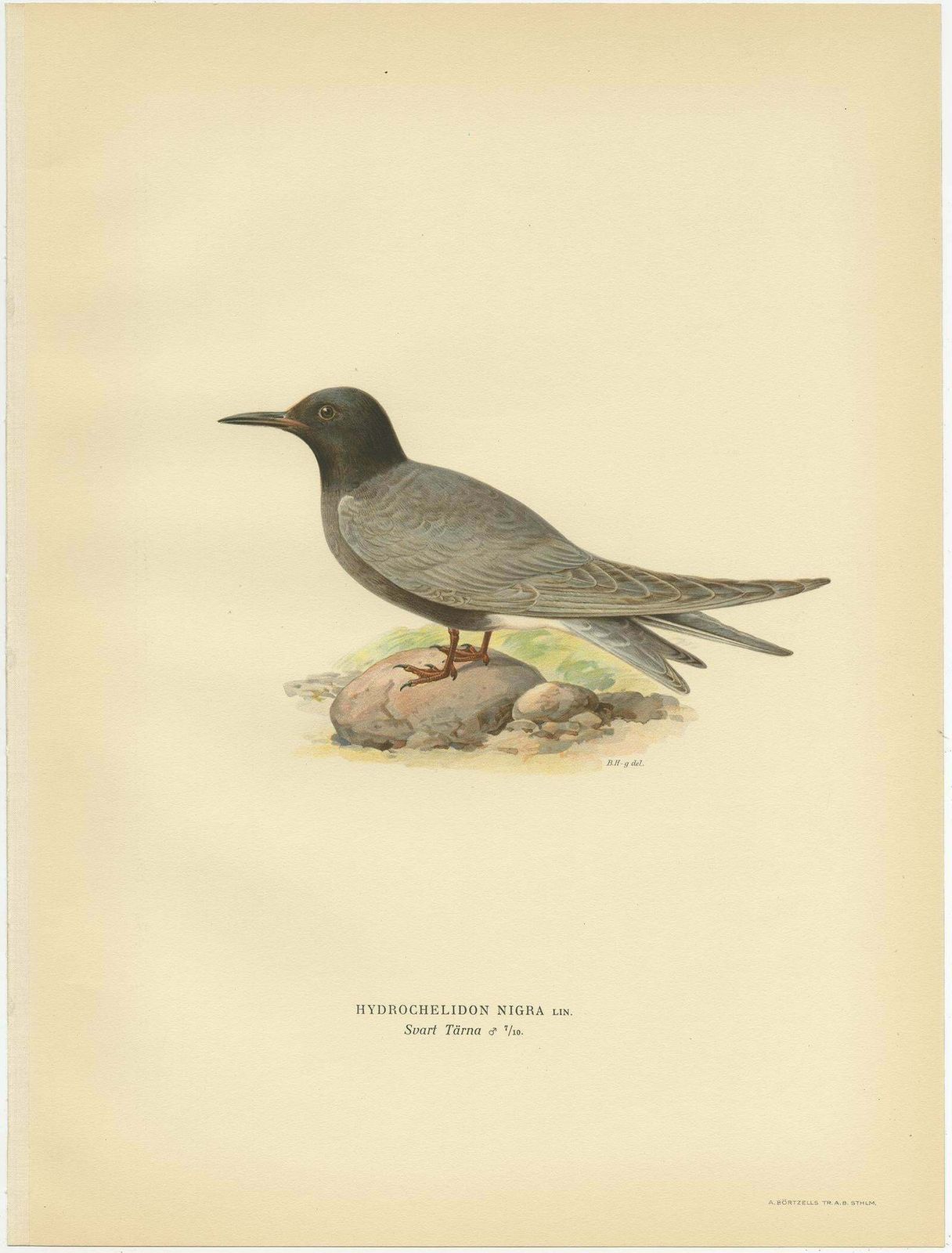 Antique Bird Print Of The Black Tern 'Male' By Von Wright, 1929 photo furniture