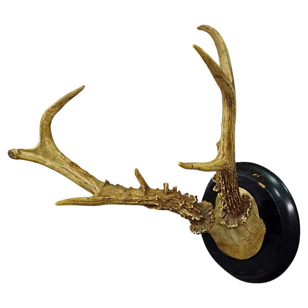 Abnorm Siberian Deer Trophy Mount On Wooden Plaque Ca. 1900s