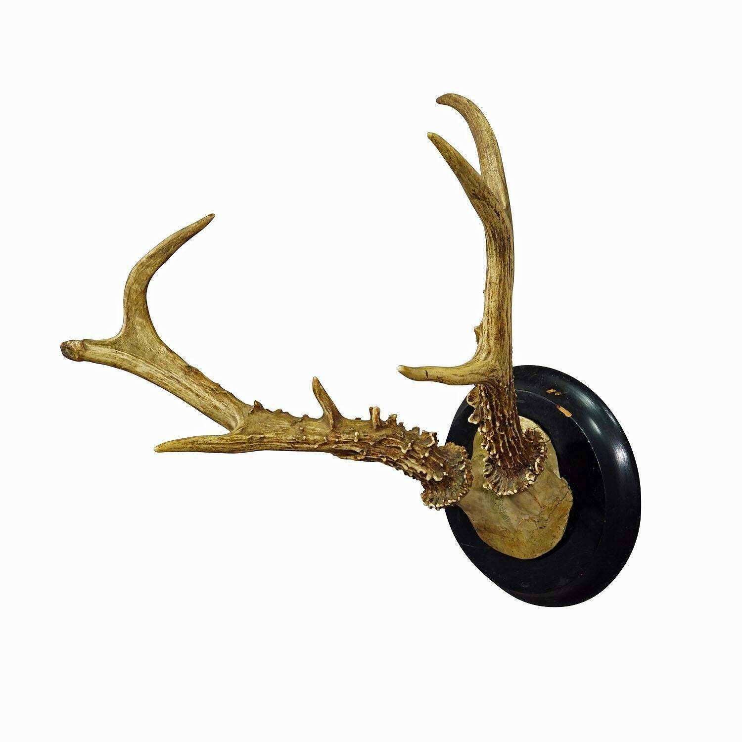 Abnorm Siberian Deer Trophy Mount On Wooden Plaque Ca. 1900s photo furniture