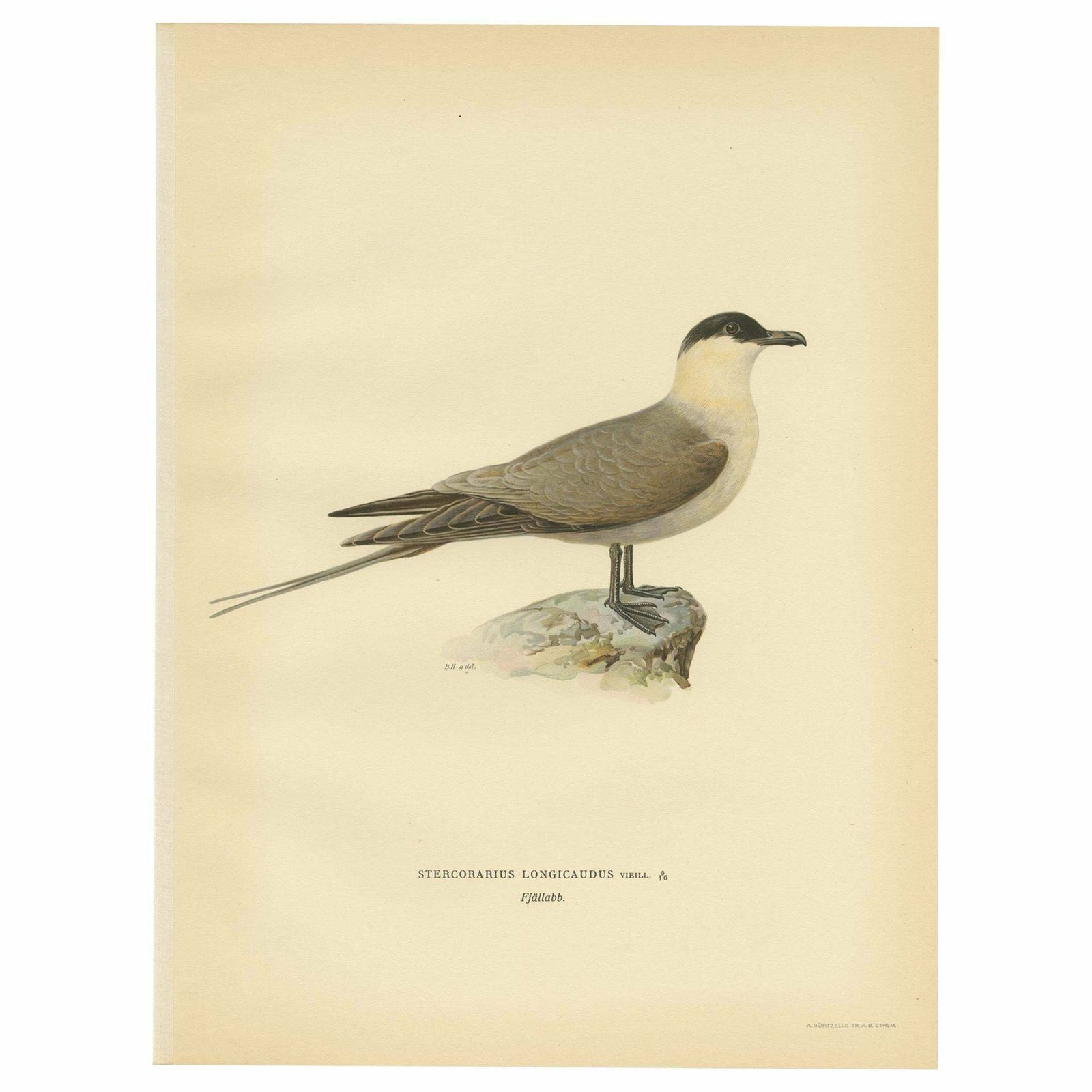 Antique Bird Print Of The Long Tailed Skua By Von Wright, 1929