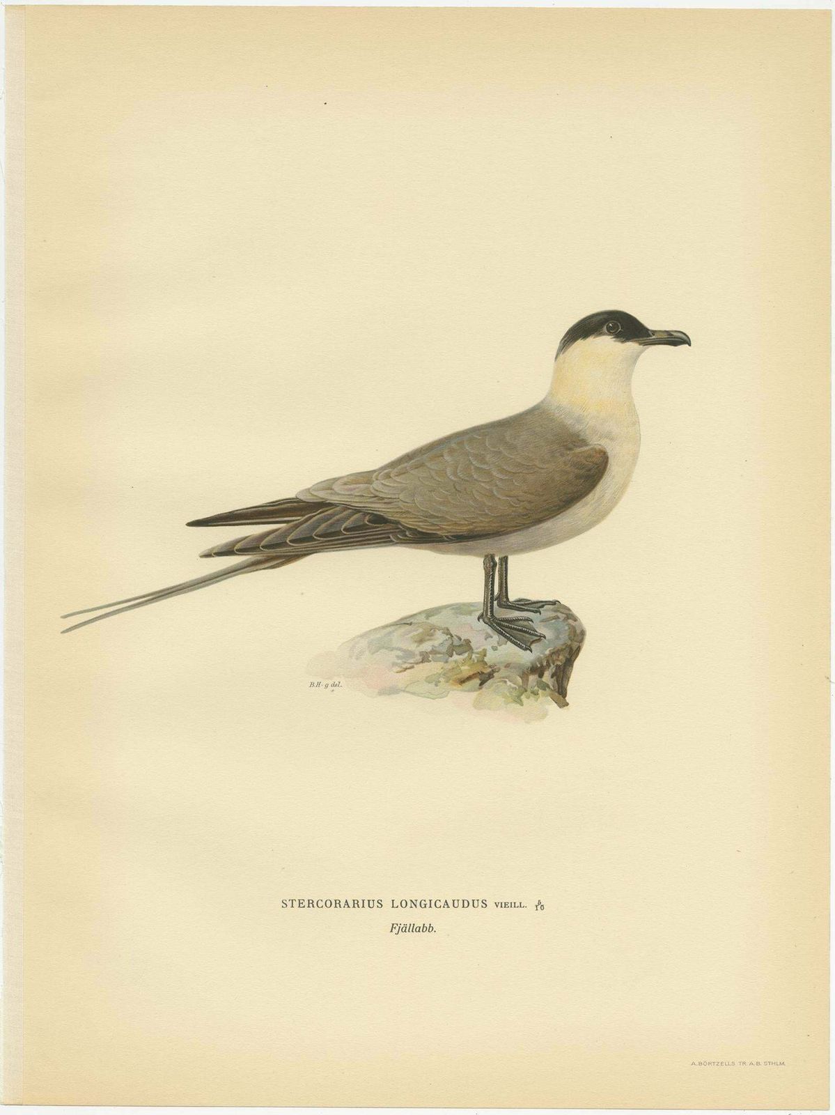 Antique Bird Print Of The Long Tailed Skua By Von Wright, 1929 photo Art