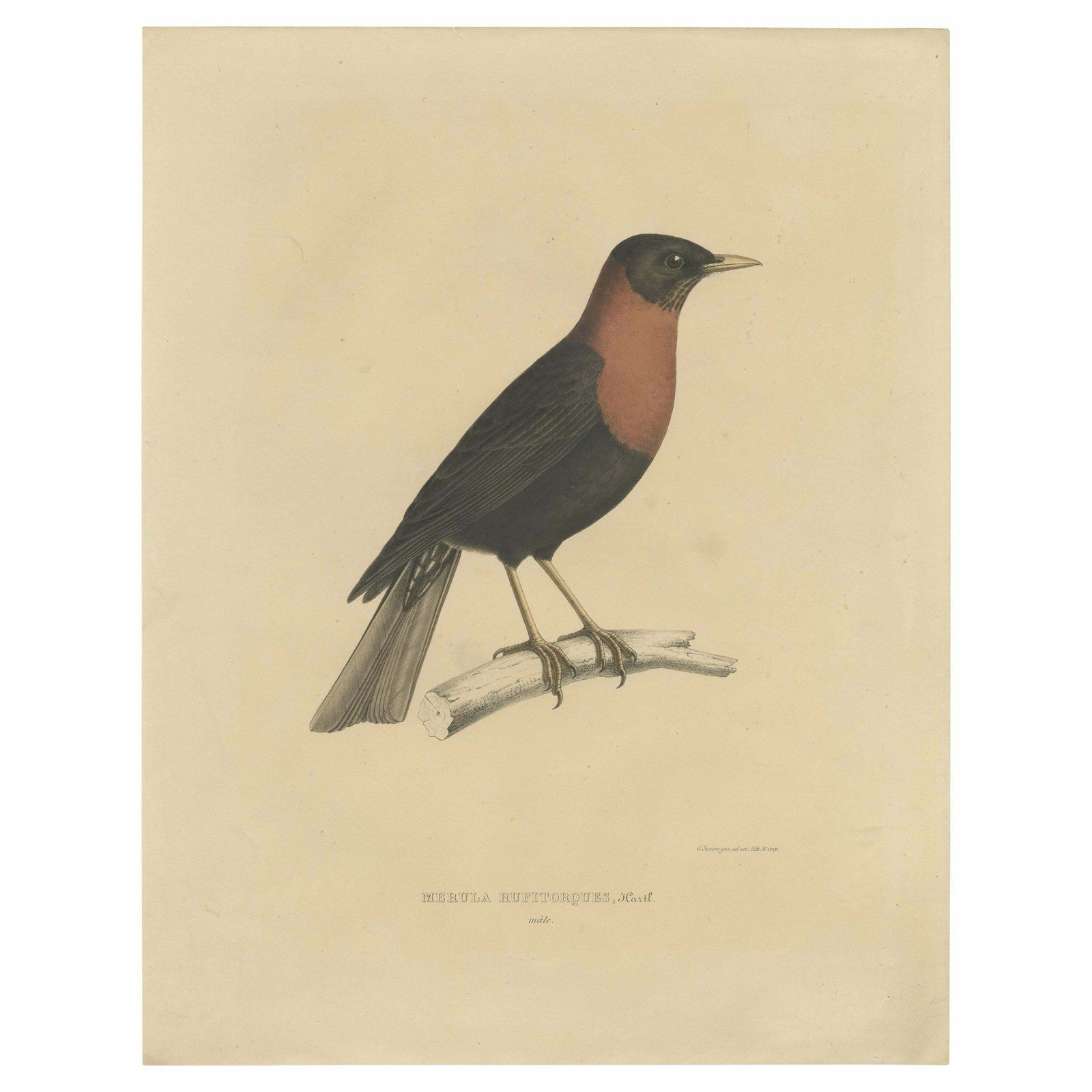 Antique Bird Print Of A Rufous Collared Thrush By Severeyns 'C.1850'