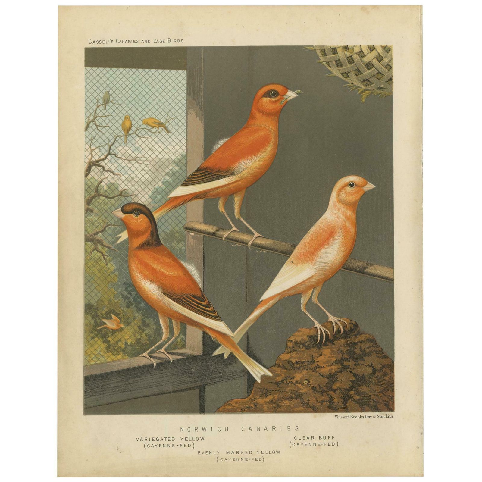 Antique Bird Print Of The Norwich Canaries, Variegated Yellow And Others