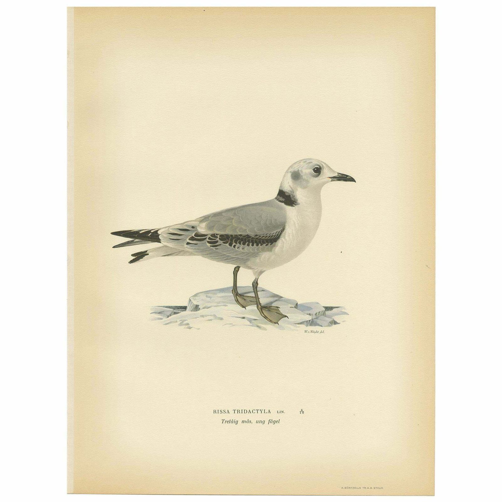 Antique Bird Print Of The Black Legged Kittiwake By Von Wright, 1929