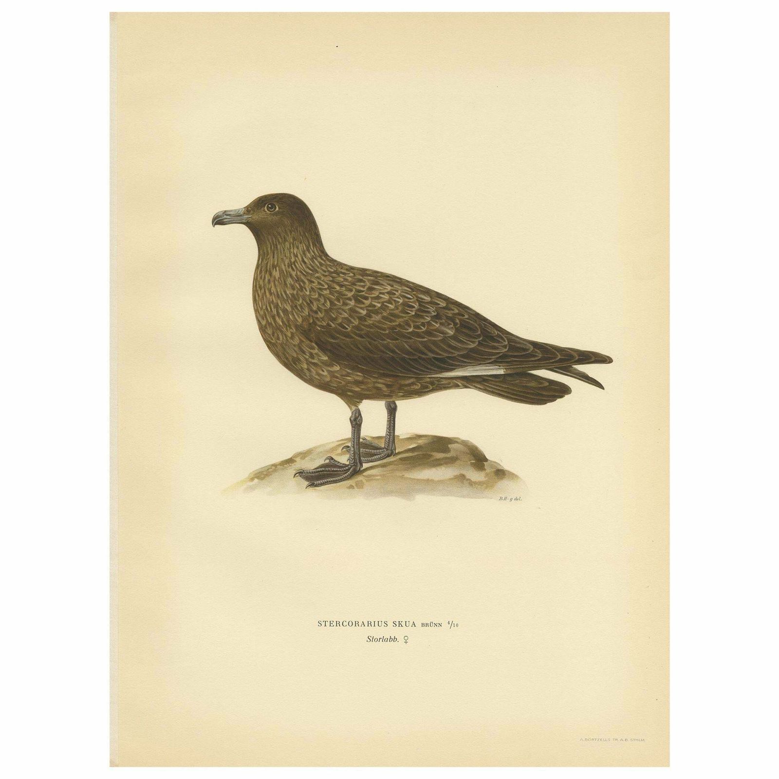 Antique Bird Print Of The Great Skua 'Female' By Von Wright, 1929