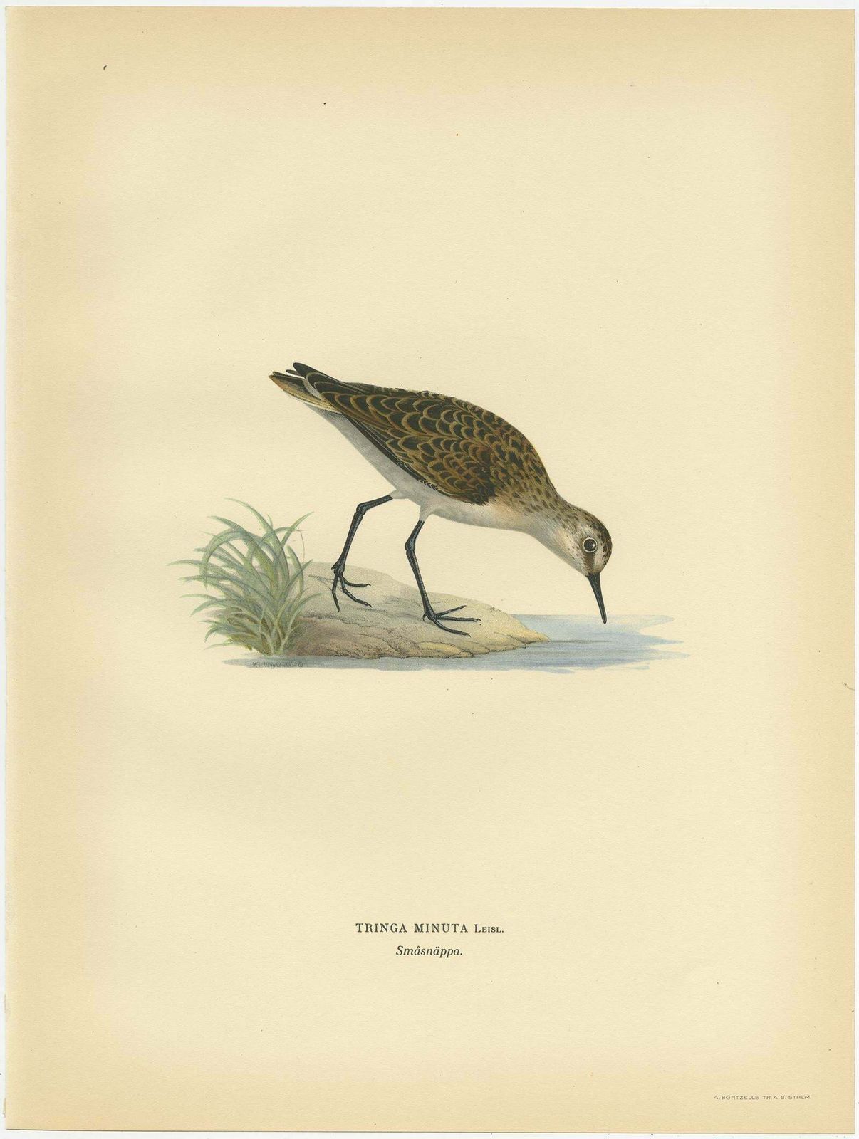 Antique Bird Print Of The Little Stint By Von Wright, 1929 photo Art