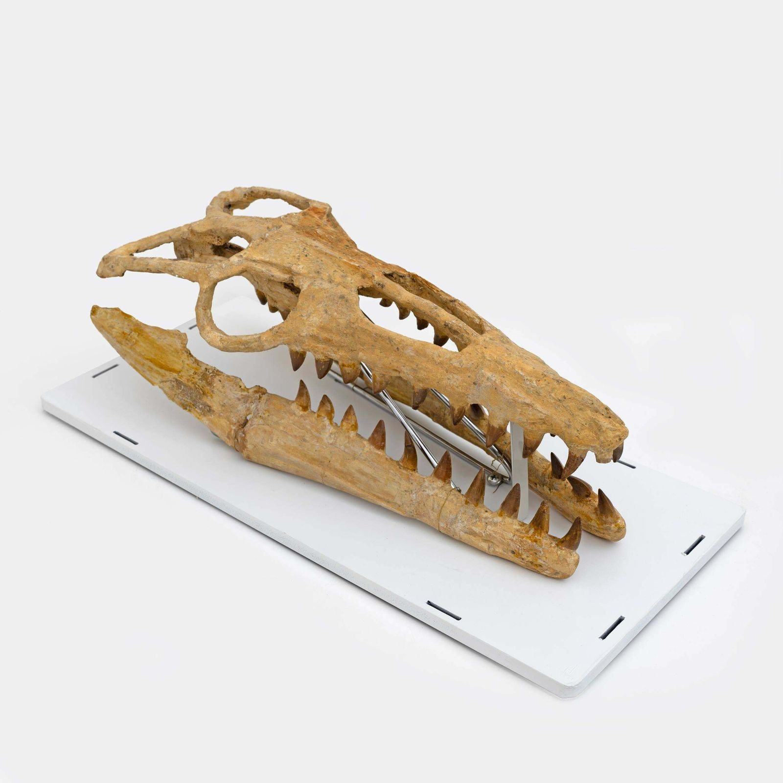 photo for sale Fossilised Skull Of Prehistoric Marine Reptile The Mosasaur, 70million Years Ago