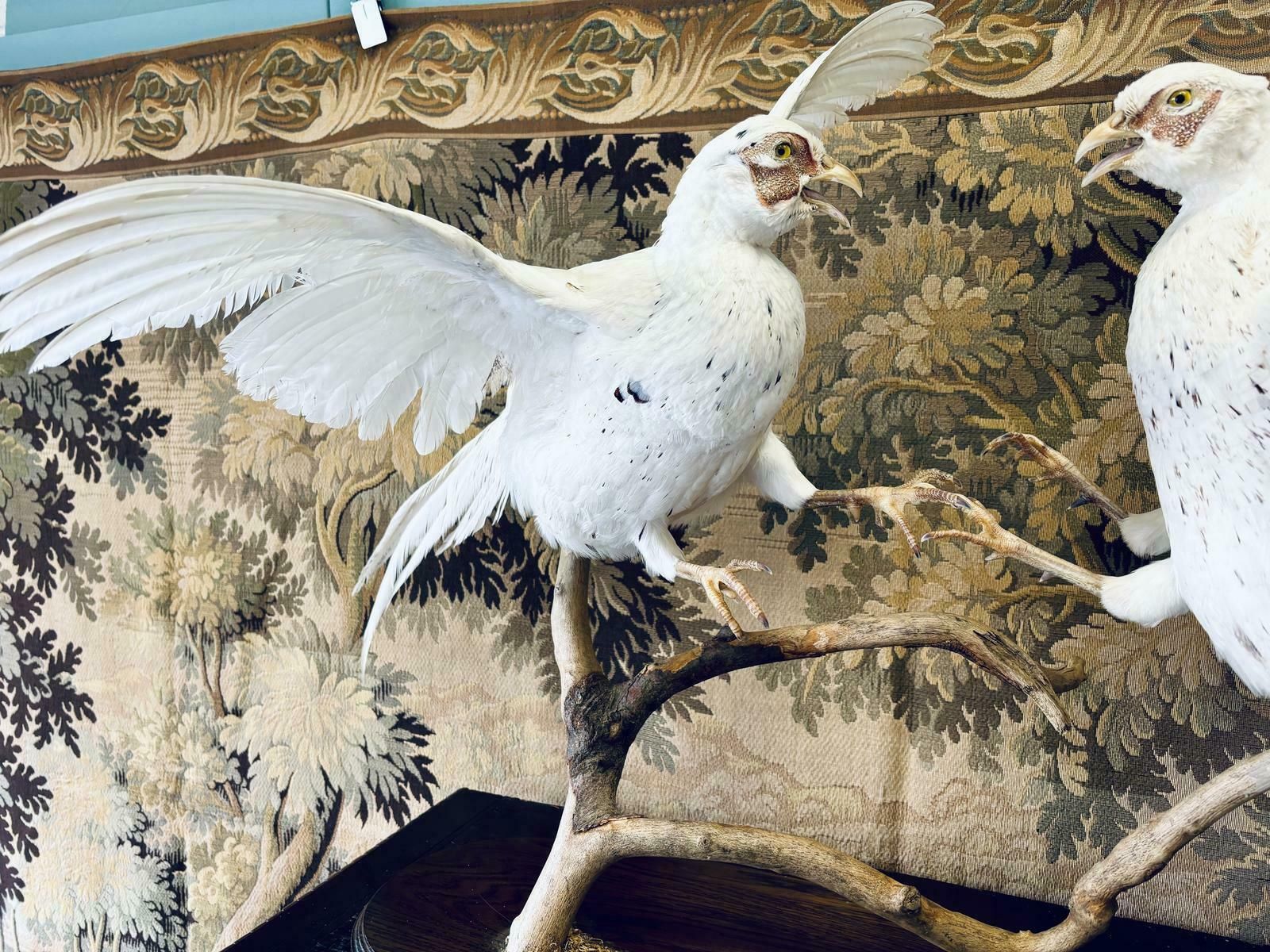 Taxidermy Pair Of Fighting White Pheasants photo for sale