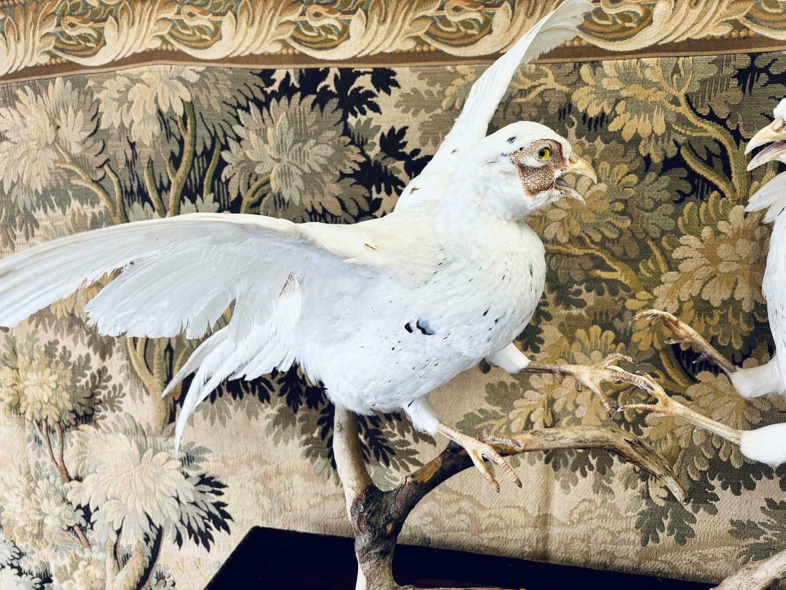 Taxidermy Pair Of Fighting White Pheasants photo Home Decor