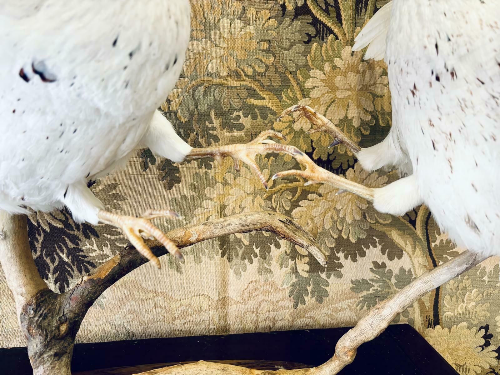 Taxidermy Pair Of Fighting White Pheasants photo 895.0