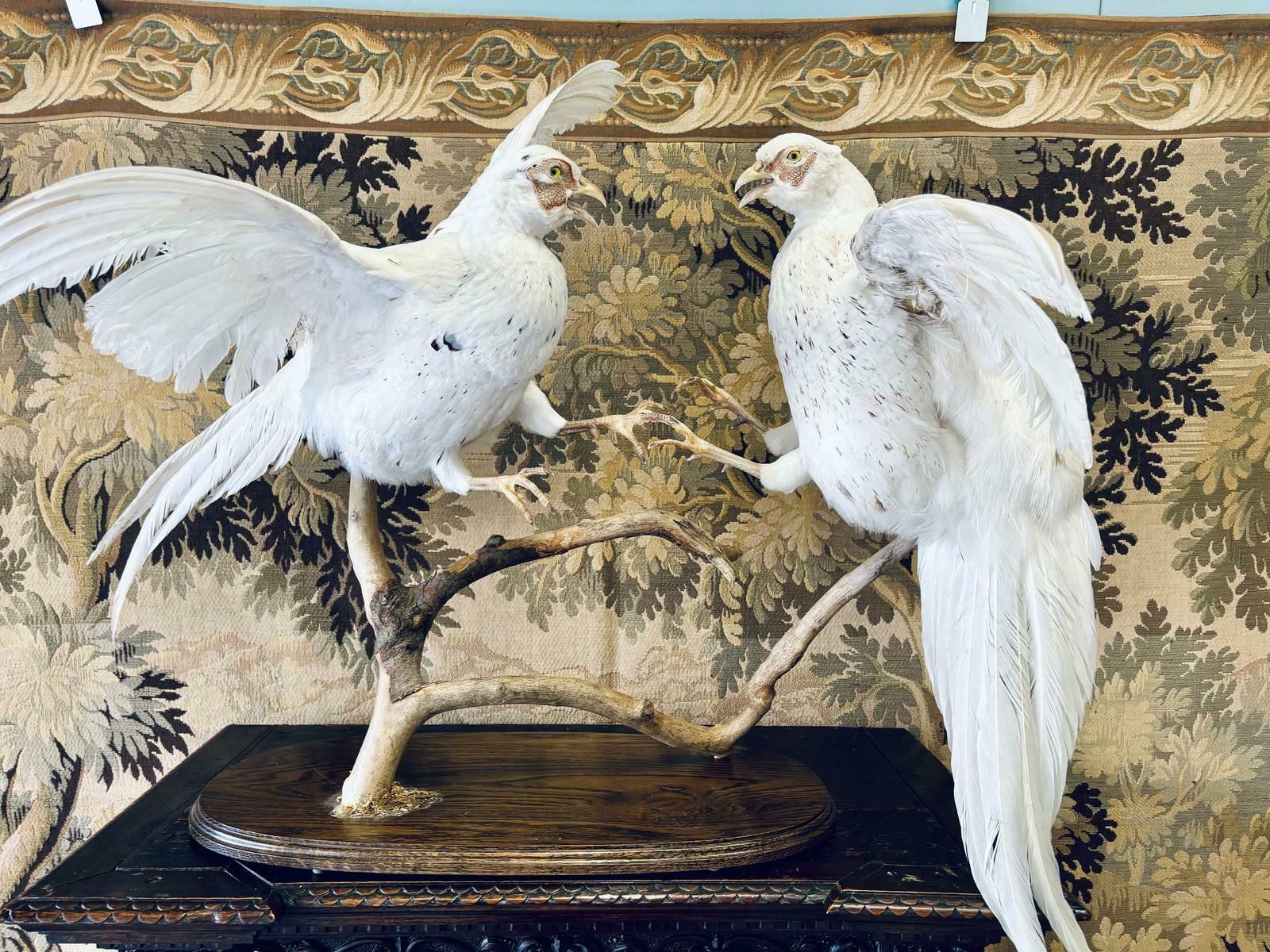 Taxidermy Pair Of Fighting White Pheasants photo vintage