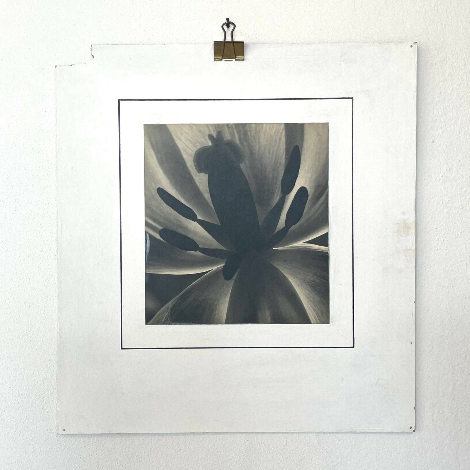 Danish Vintage Mid Century Large Scale Fine Art Photography From The 1940’s By Artist Aage Lillesøe With Motive Of Tulip Flower