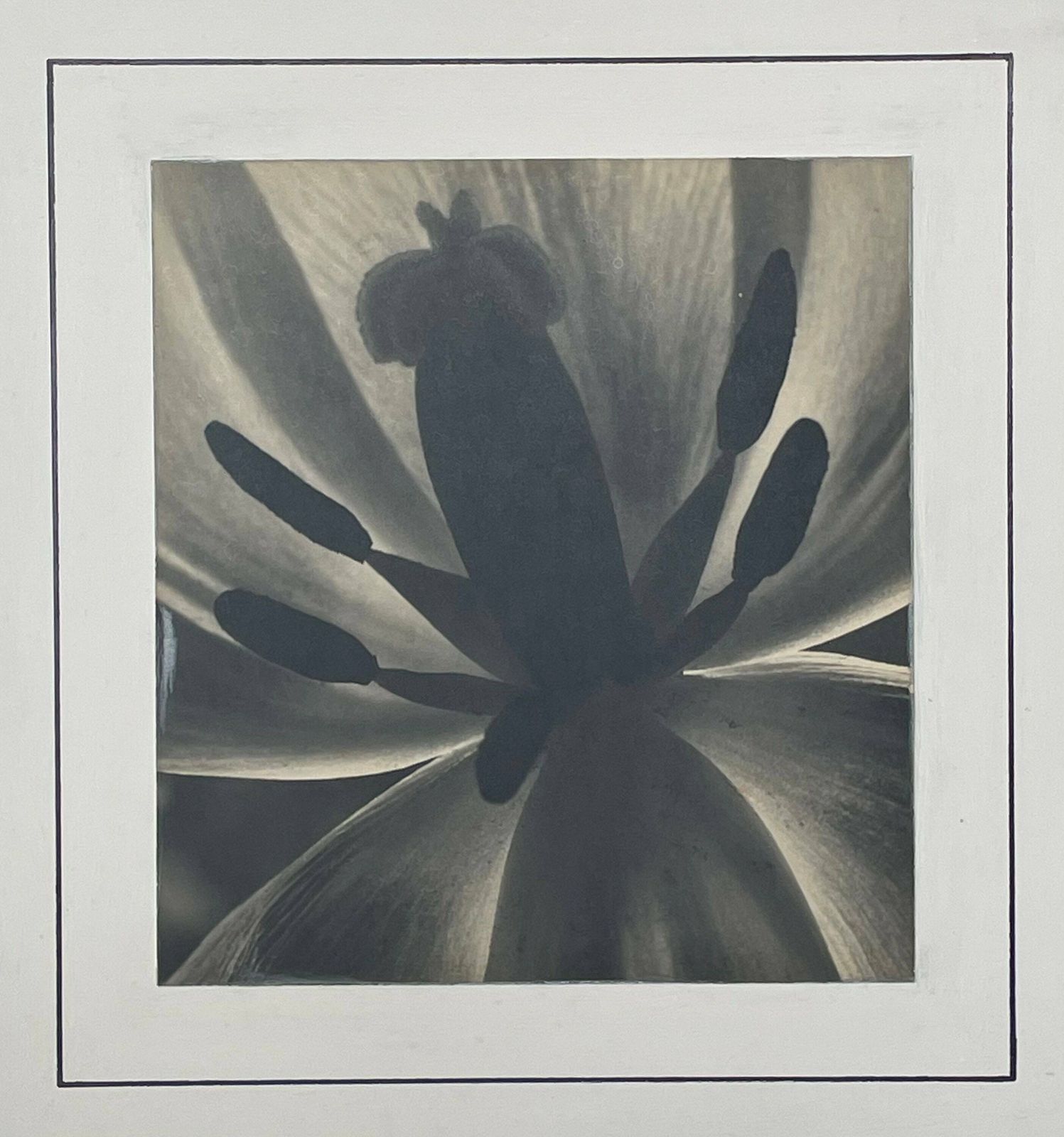 Danish Vintage Mid Century Large Scale Fine Art Photography From The 1940’s By Artist Aage Lillesøe With Motive Of Tulip Flower photo furniture