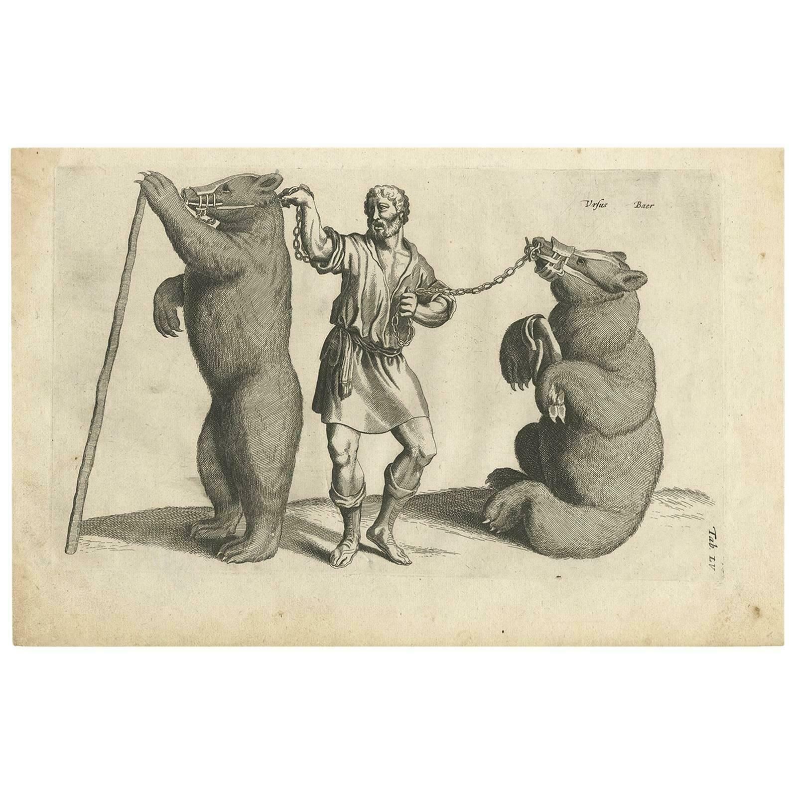 Antique Print Of A Man With Two Bears By J. Jonston, 1657