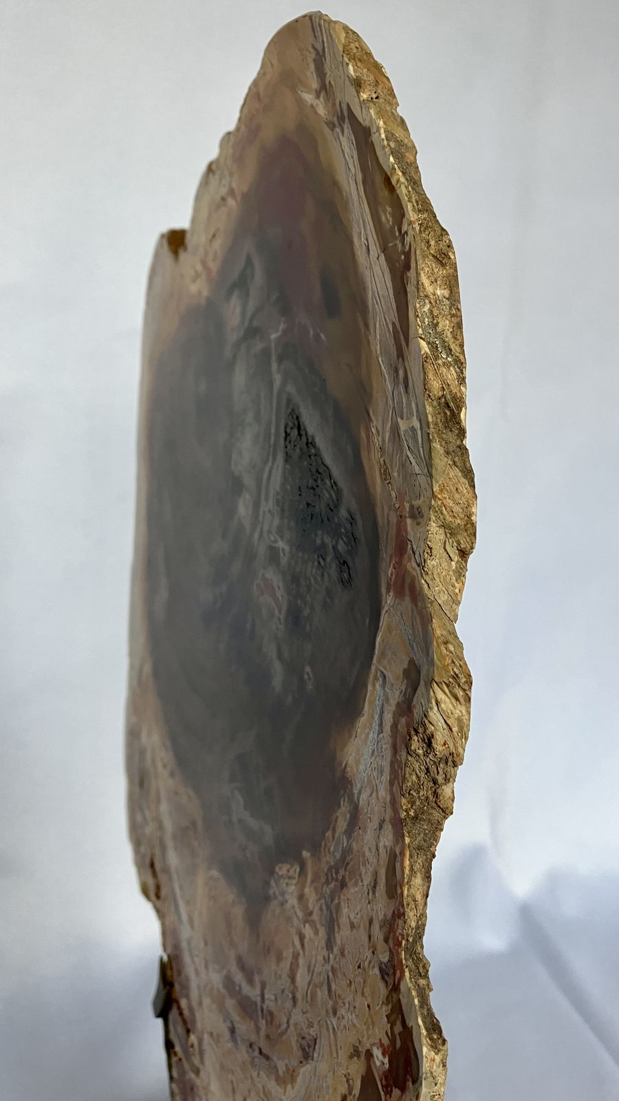 A Large Fossilised Or Petrified Wood Specimen, Polished And Mounted On A Bespoke Stand, Circa 120 To 240 Million Years Old photo buy