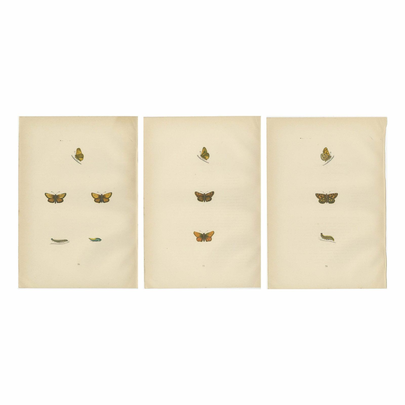Brushstrokes And Butterflies: The Artistic Legacy Of Morris's Skippers, 1890