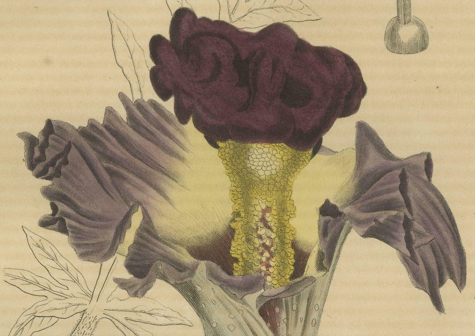 Velvet Majesty: The Bell Shaped Arum   A Vintage Portrait Of Botanical Splendor photo for sale