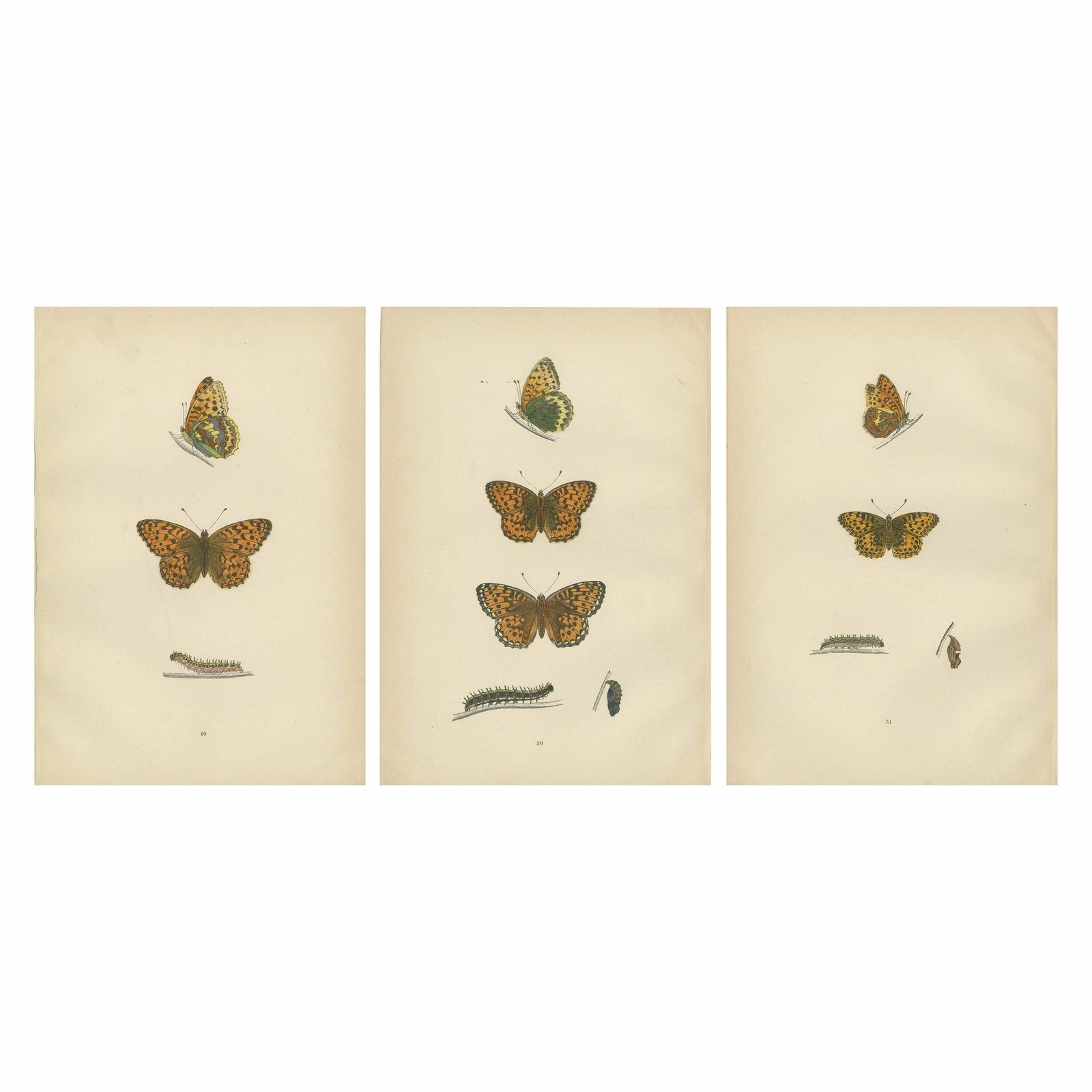 Fluttering Jewels Of The Meadow: Morris's 1890 Masterpieces Of Fritillaries