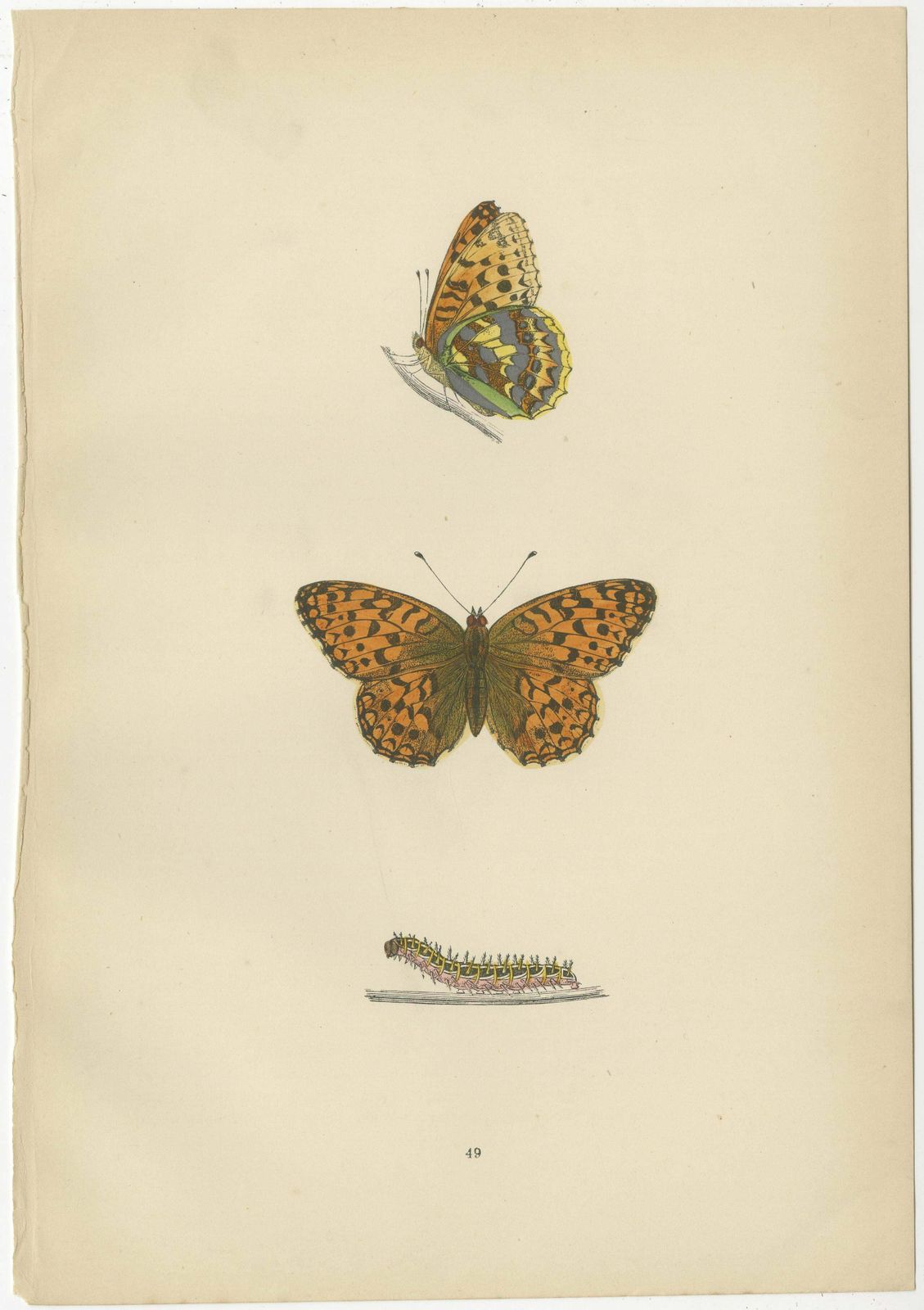 Fluttering Jewels Of The Meadow: Morris's 1890 Masterpieces Of Fritillaries photo furniture