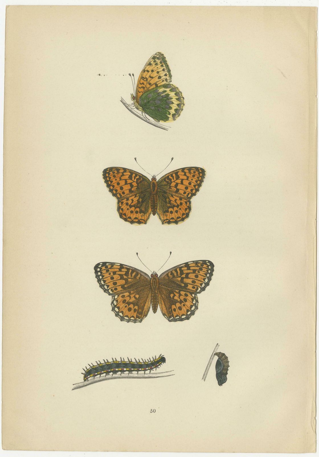 Fluttering Jewels Of The Meadow: Morris's 1890 Masterpieces Of Fritillaries photo for sale