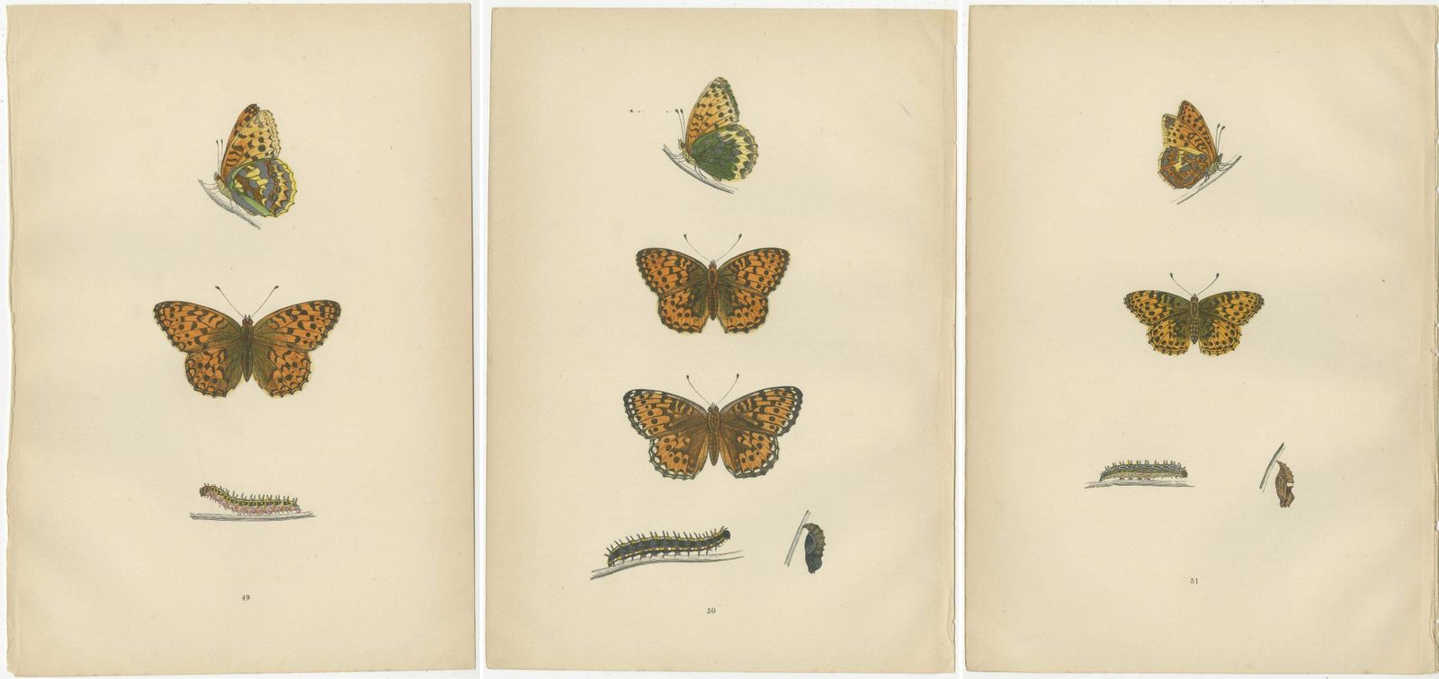 Fluttering Jewels Of The Meadow: Morris's 1890 Masterpieces Of Fritillaries photo 204.0