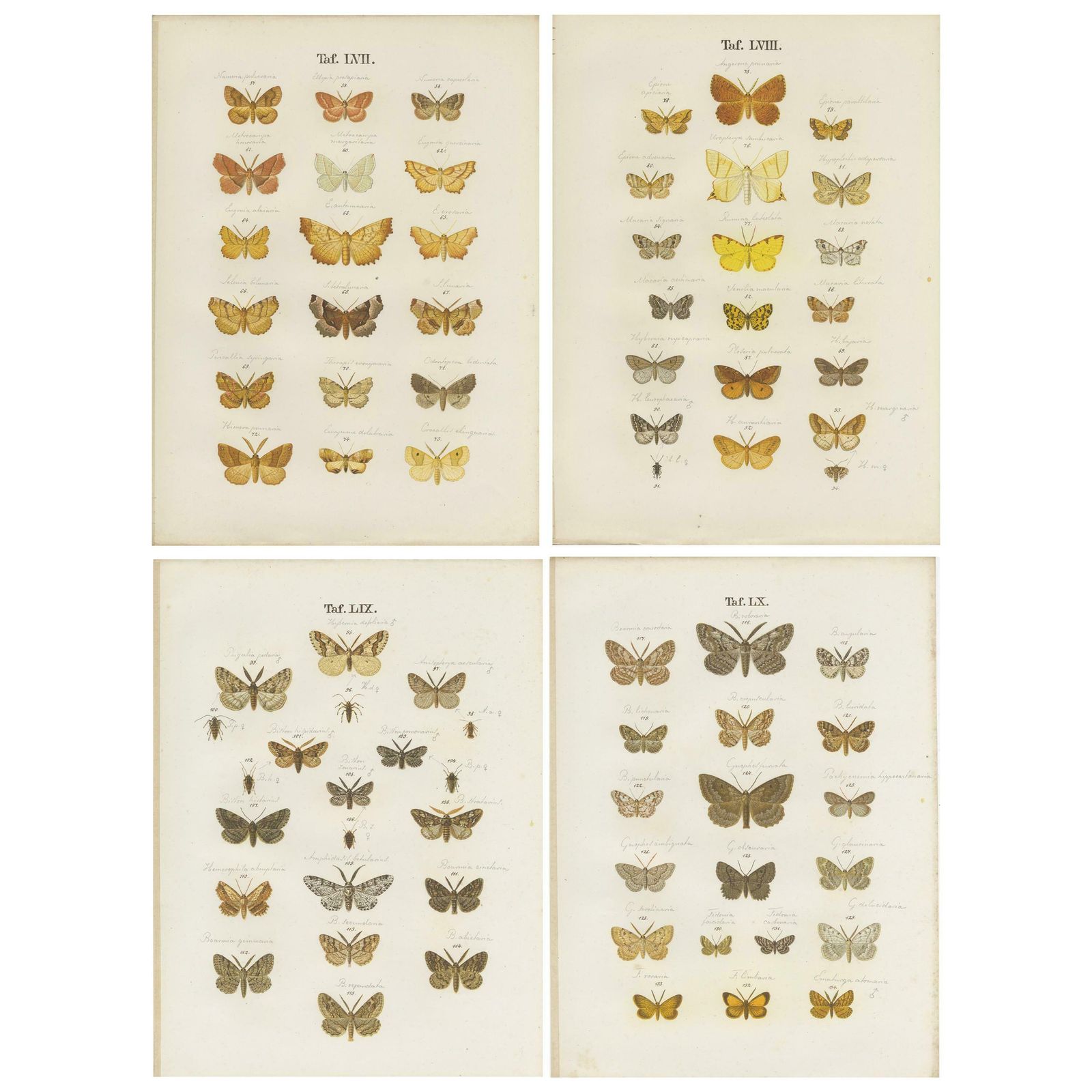 Set Of 4 Antique Prints Of Various Butterflies And Moths By Ramann, Circa 1870
