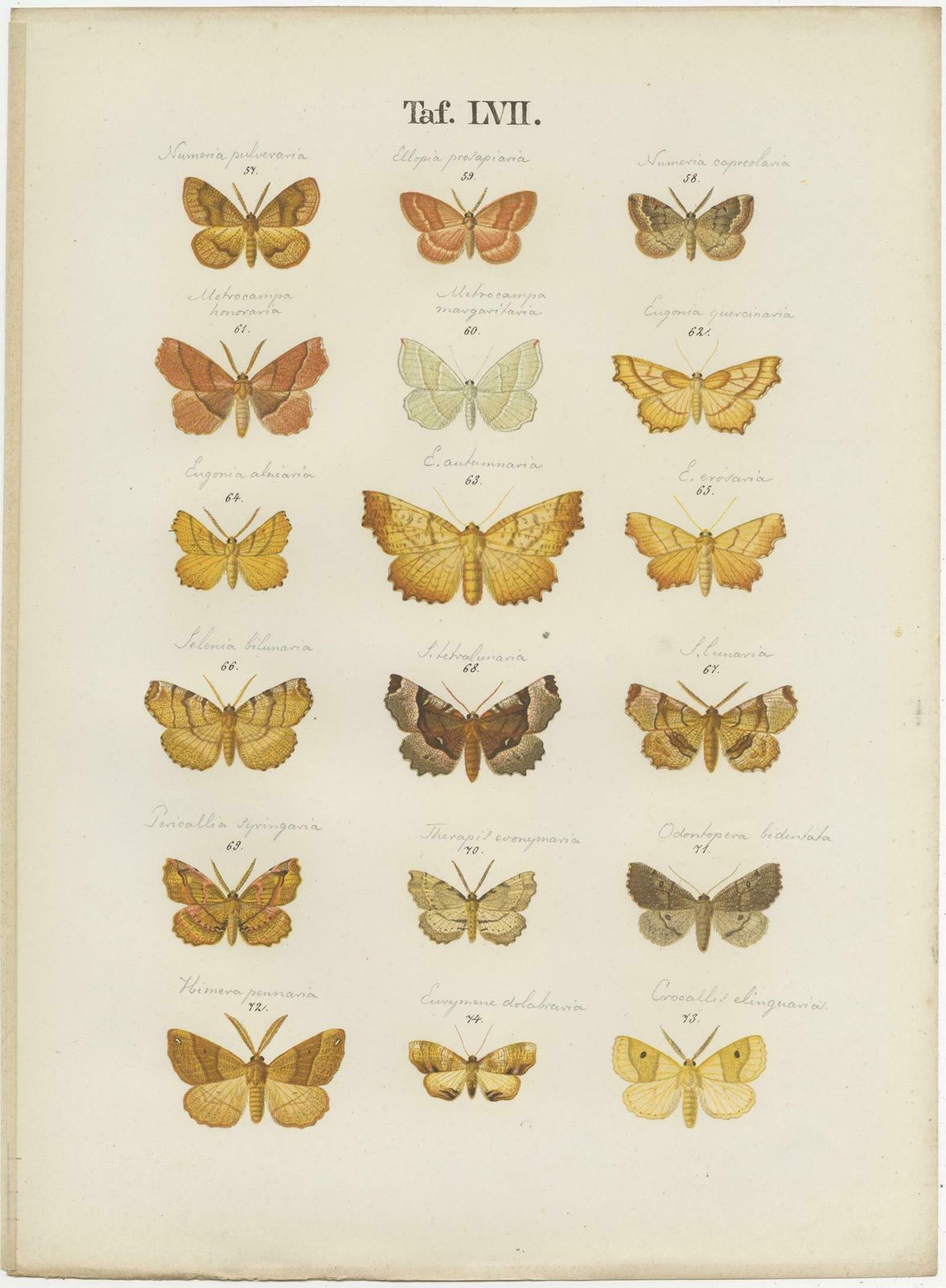 Set Of 4 Antique Prints Of Various Butterflies And Moths By Ramann, Circa 1870 photo furniture