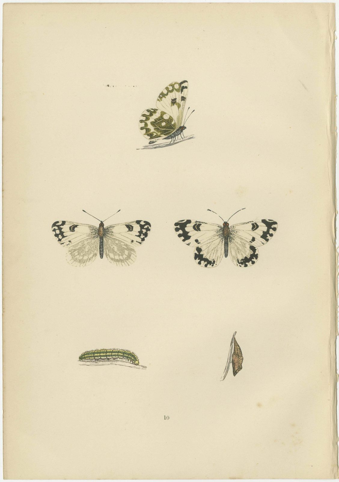 Metamorphosis In Repose: A Trio Of Butterfly Lifecycles photo furniture