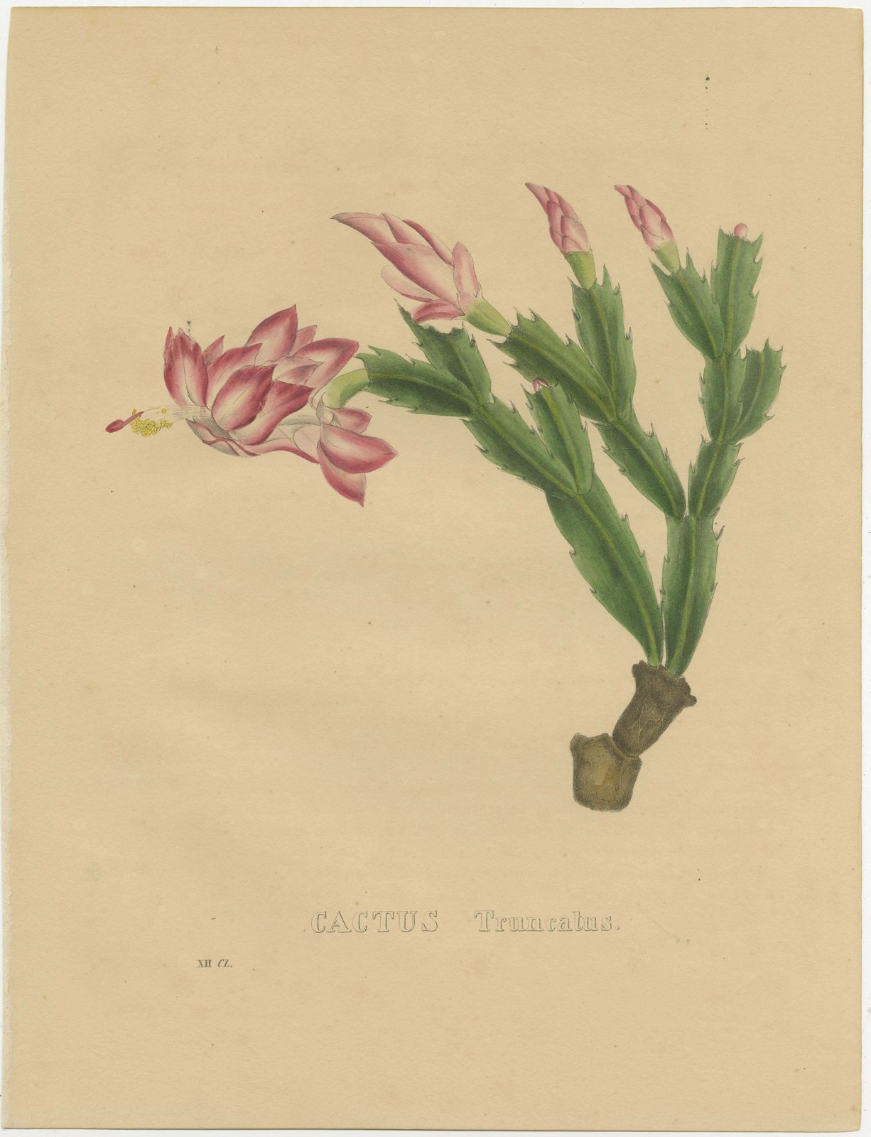 Botanical Beauty: Schlumbergera   The Christmas Cactus, Circa 1832 photo furniture