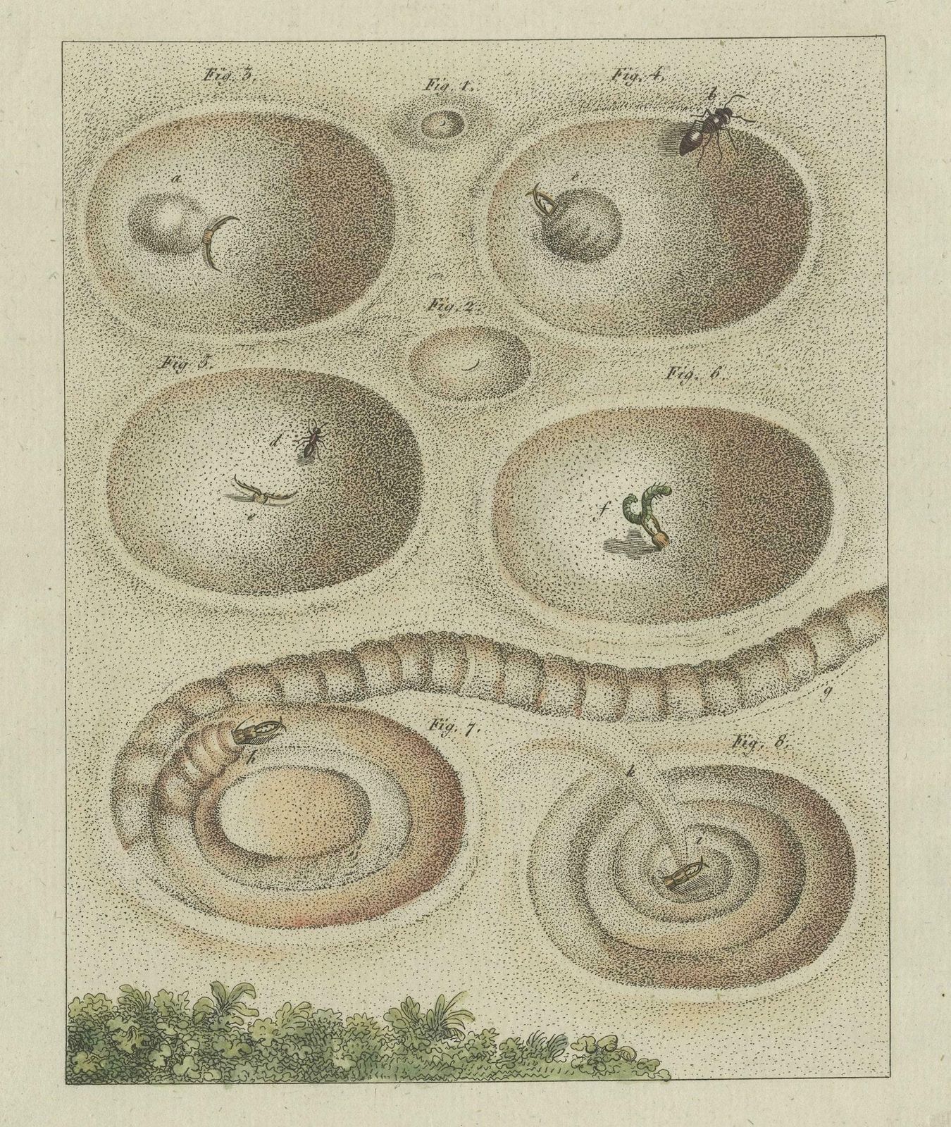 Antique Print Of A Lion Ant Creating A Funnel Shaped Trap In Sand photo for sale