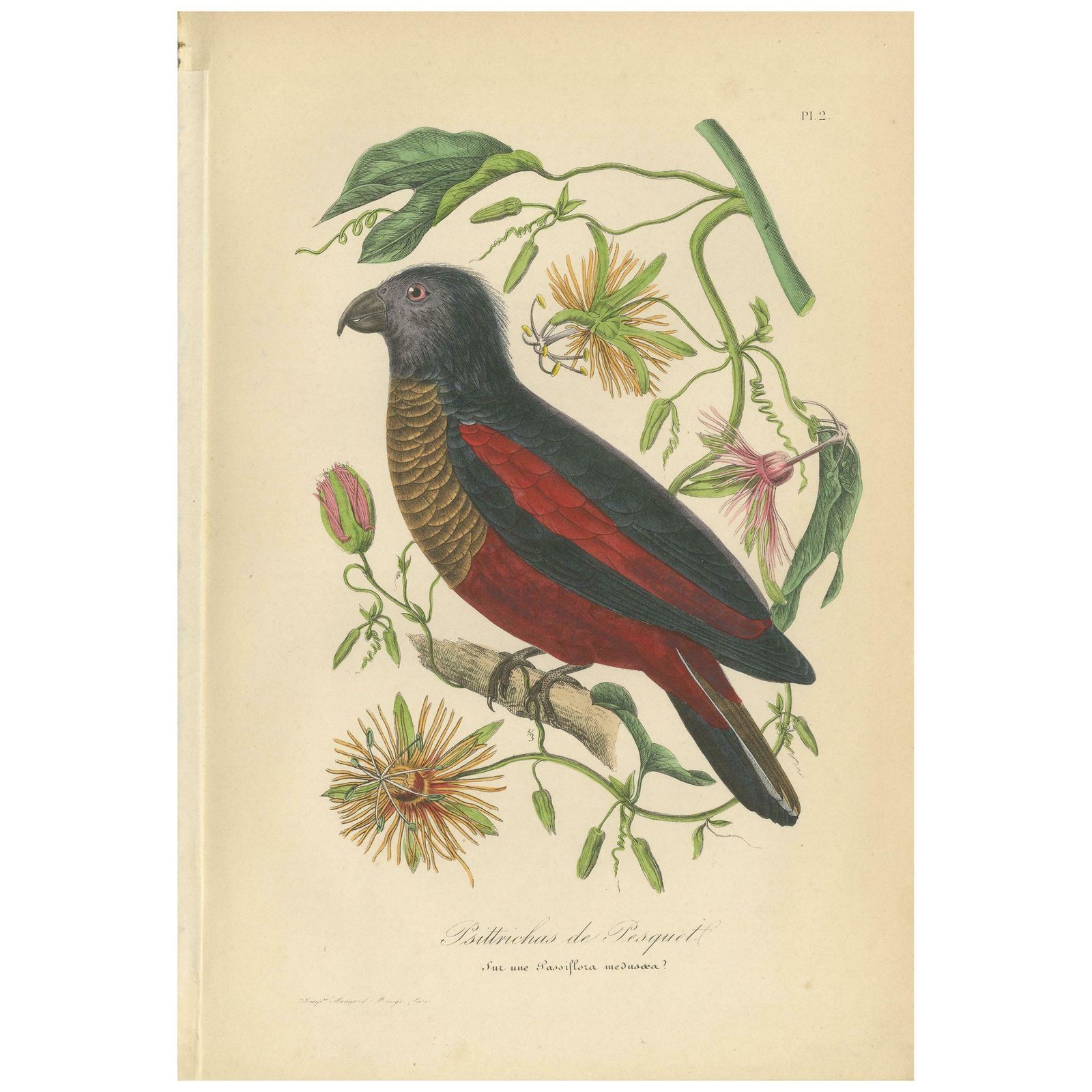 Antique Bird Print Of A Pesquet's Parrot, Hand Colored, 1853