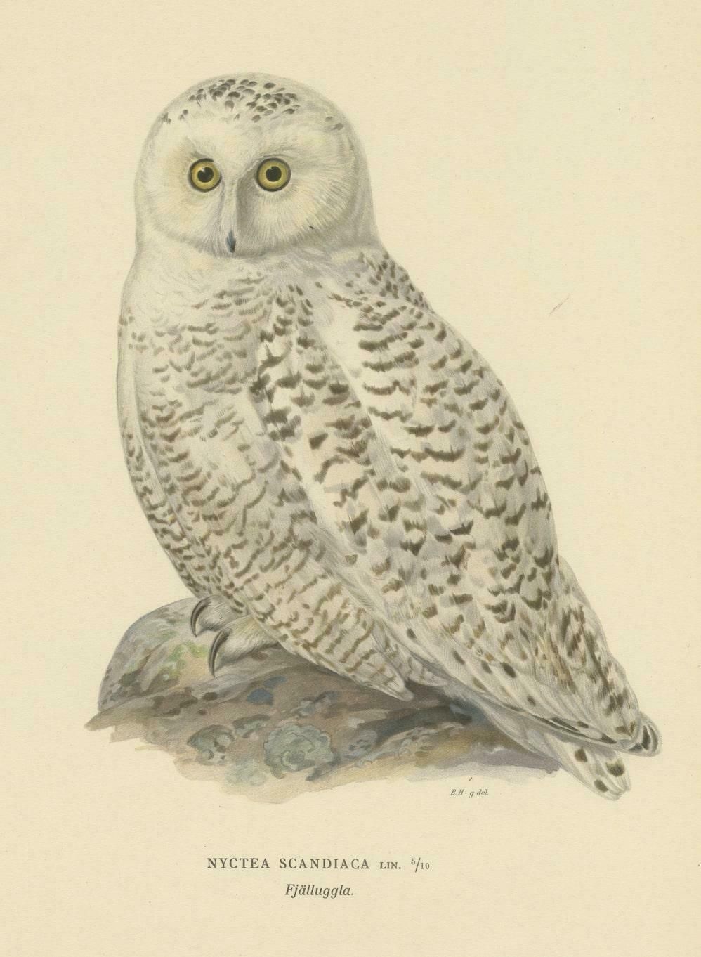Arctic Owl (Colour Litho) By Magnus Ferdinand And Wilhelm Von Wright, 1929 photo furniture