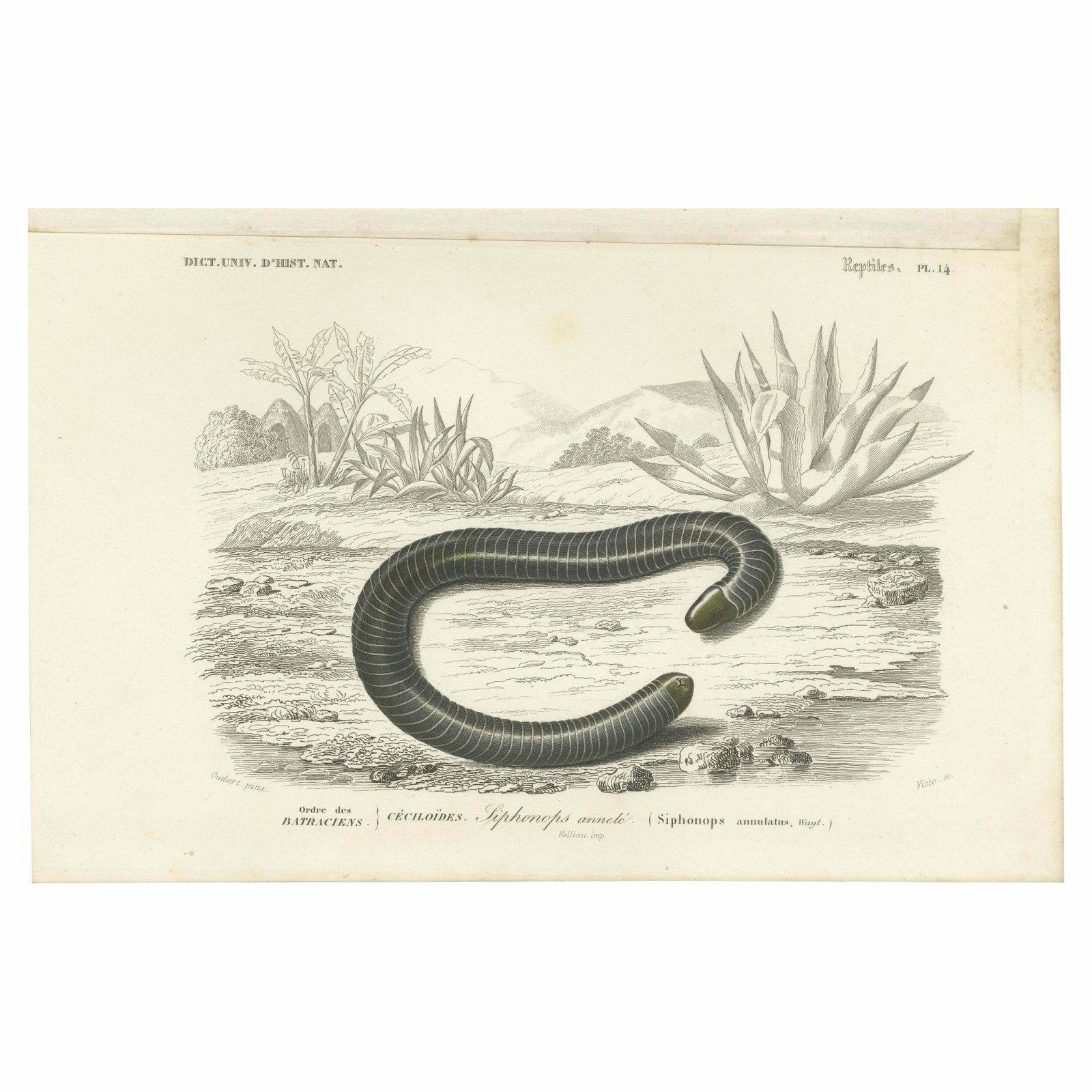 Antique Print Of The Siphonops Annulatus, The Ringed Caecilian