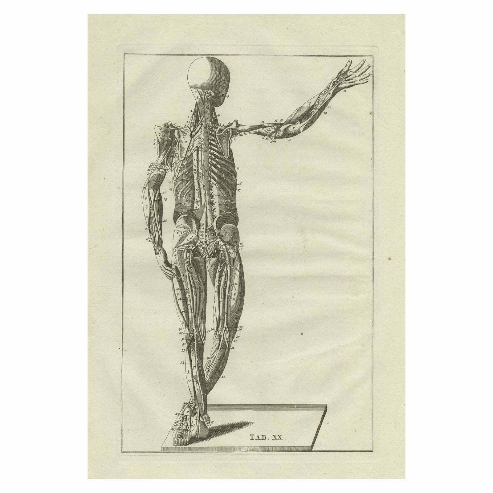 Original Antique Anatomy Engraving Of The Muscular System, 1798