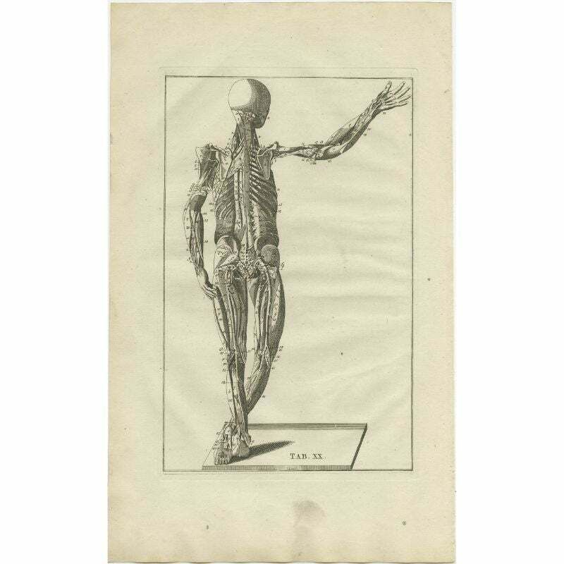 Original Antique Anatomy Engraving Of The Muscular System, 1798 photo furniture