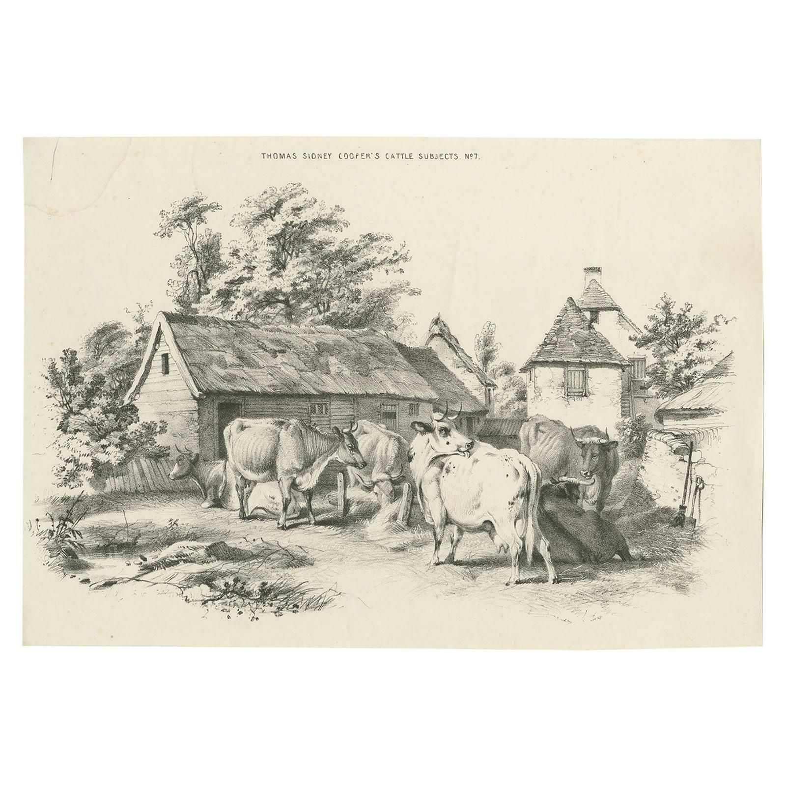 No. 7 Antique Print Of Cattle By Cooper