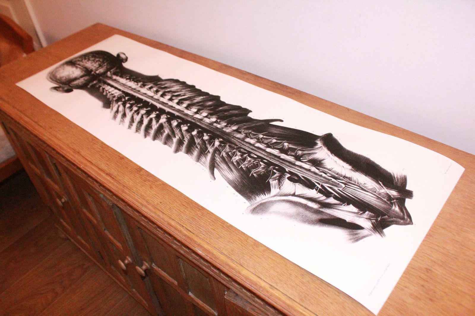 Rare Anatomical Giclée Print. Large Wall Art. Anatomical Print 1m Tall. Very Limited Edition.
