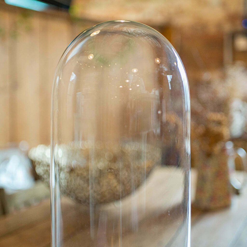 Antique Taxidermy Dome English Glass Display Showcase Specimen Late Victorian photo Home Decor
