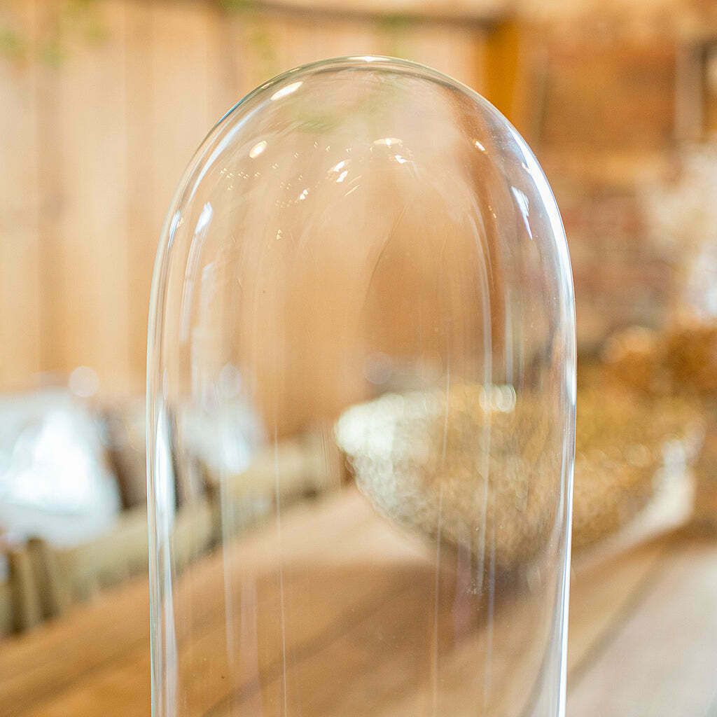 Oval Antique Diorama Dome, English, Collector, Taxidermy Display Case, Victorian photo Home Decor