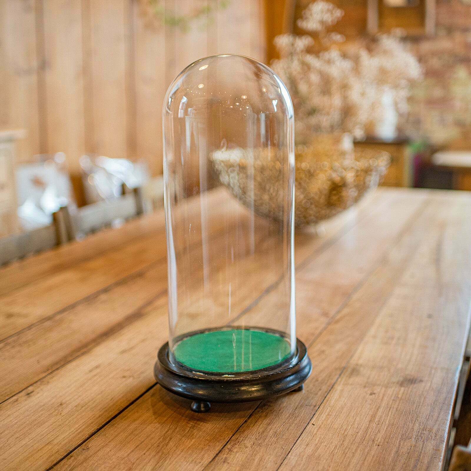Antique Collector's Dome, English, Glass, Taxidermy, Botany, Showcase, Edwardian photo for sale
