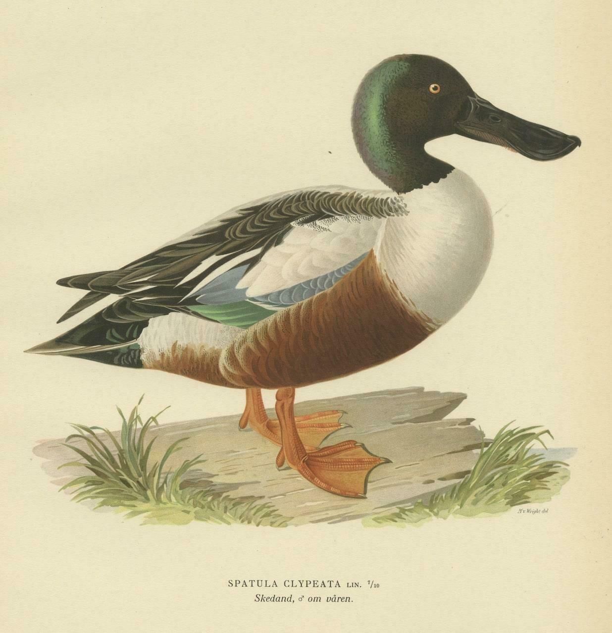 Northern Shoveler In Detail A Study Of Spatula Clypeata In Lithograph 1929 photo furniture