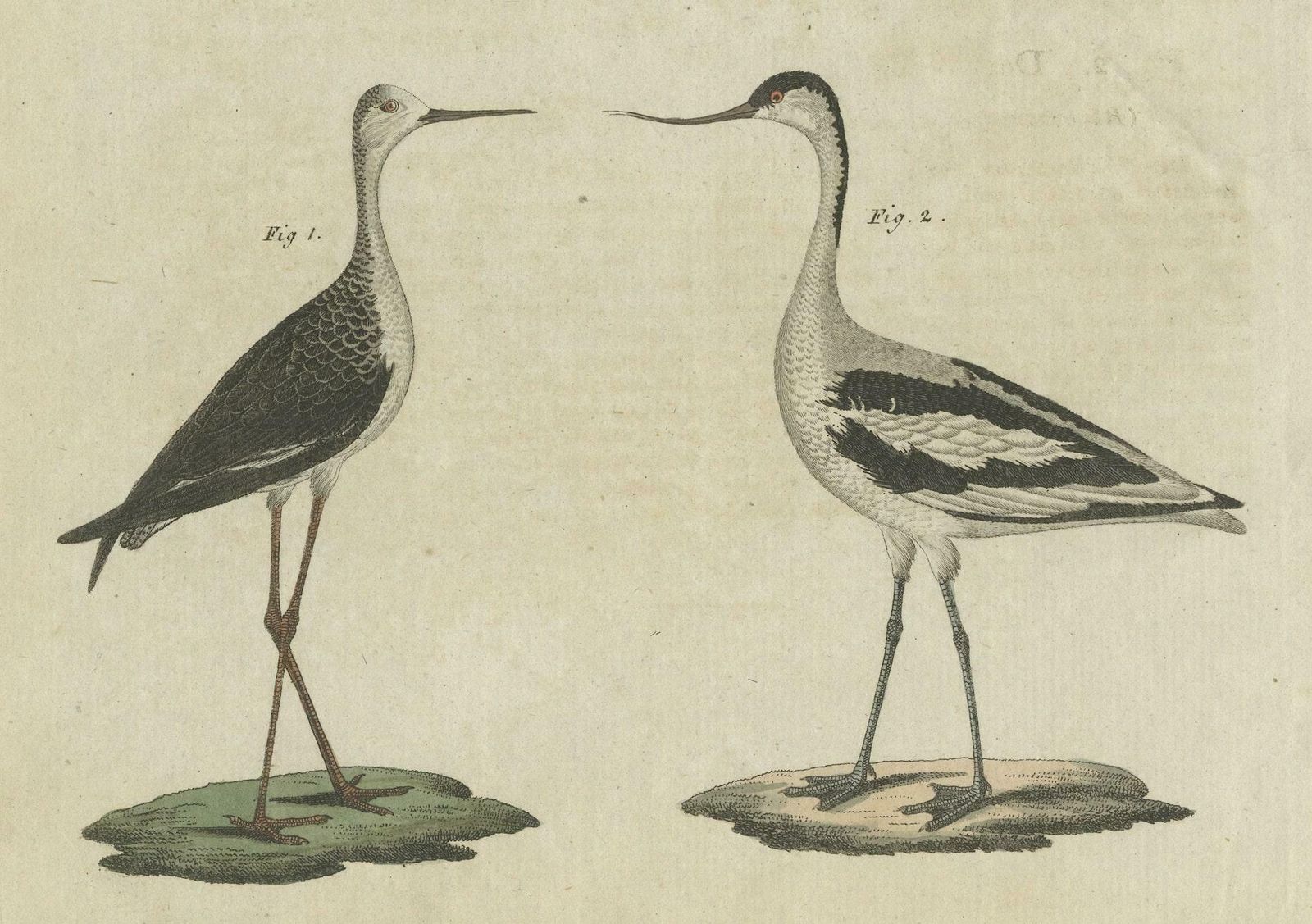 Antique Print Of Various Birds Including The Little Bittern photo for sale