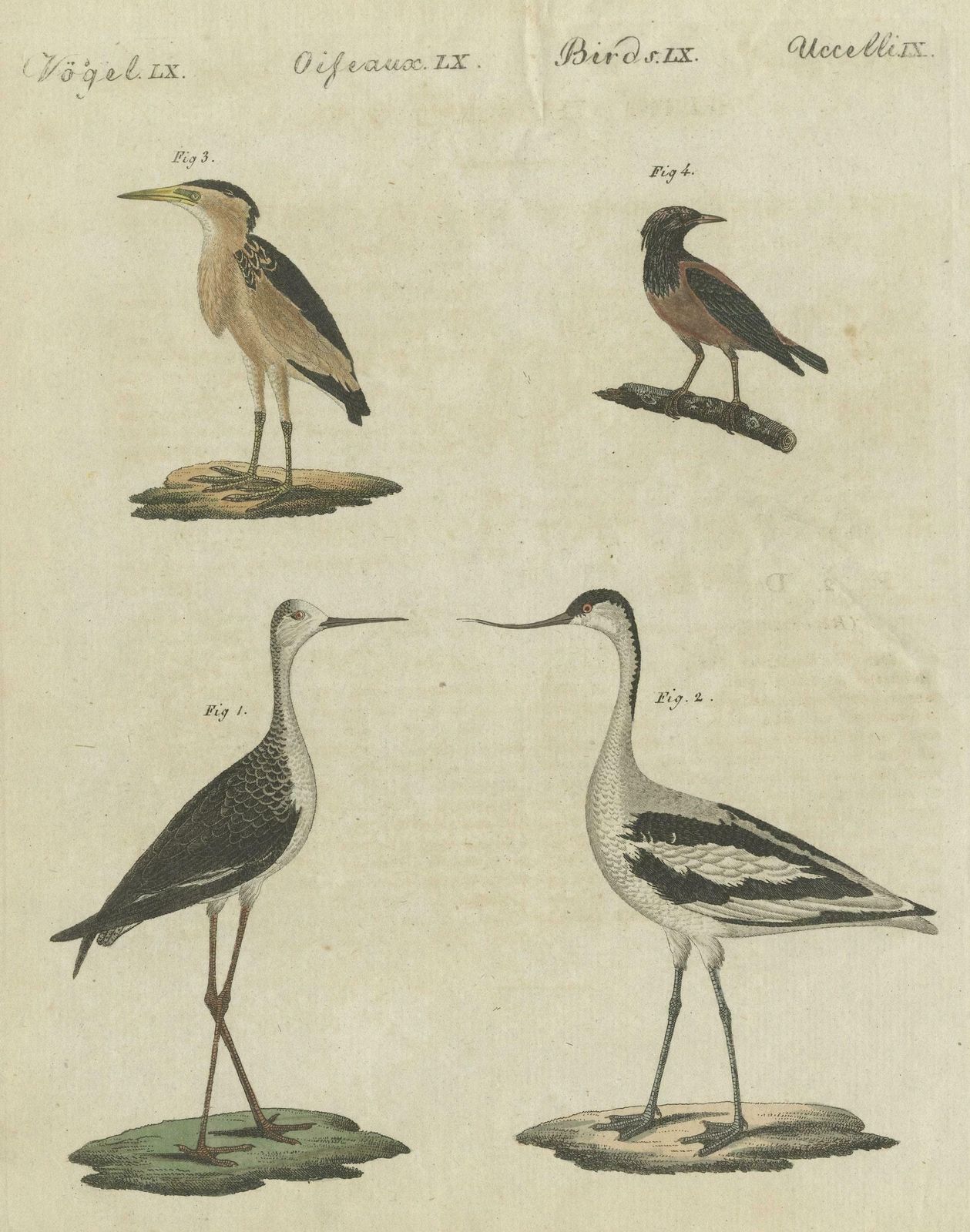 Antique Print Of Various Birds Including The Little Bittern photo buy