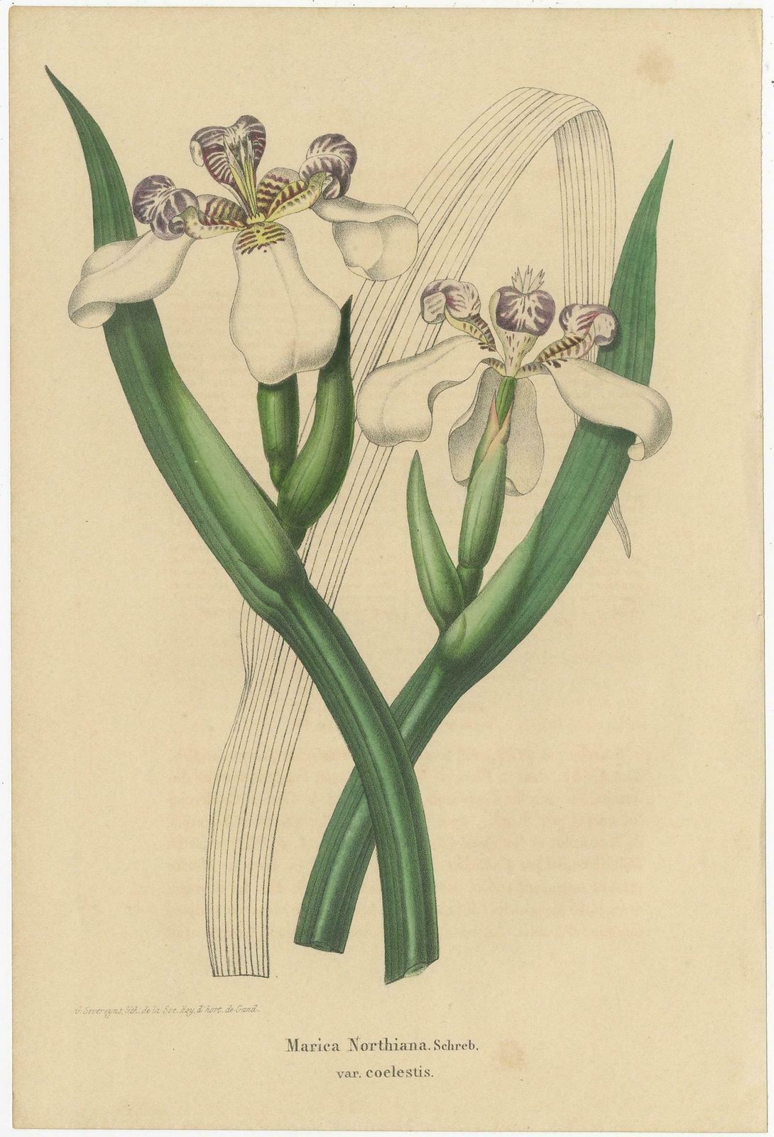 Set Of 3 Antique Botany Prints, Mirbelia, Neomarica Northiana, Amherstia photo for sale