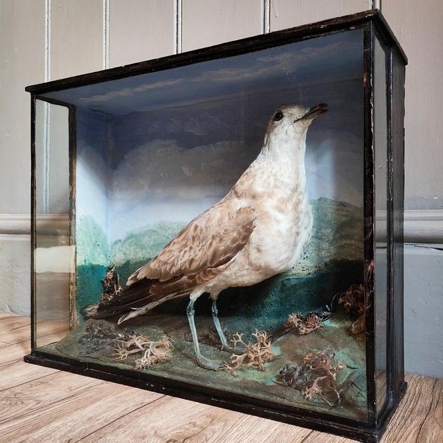 Victorian Taxidermy Seagull, 1800s photo furniture