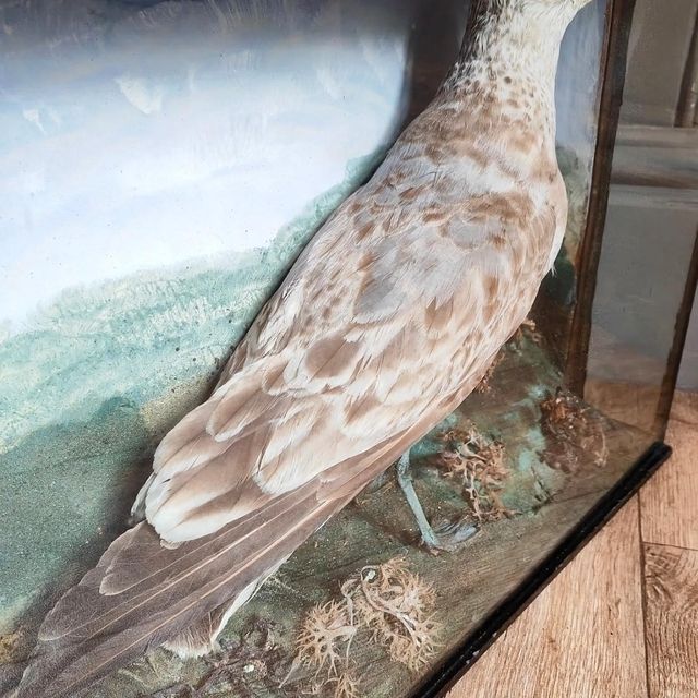 Victorian Taxidermy Seagull, 1800s photo Home Decor
