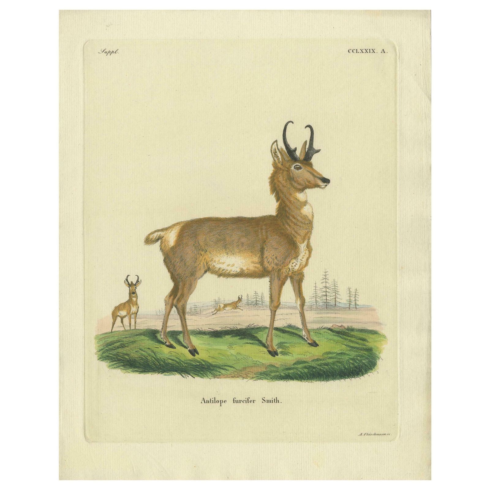 Antique Print Of A Nice Hand Colored Antelope By Schreber