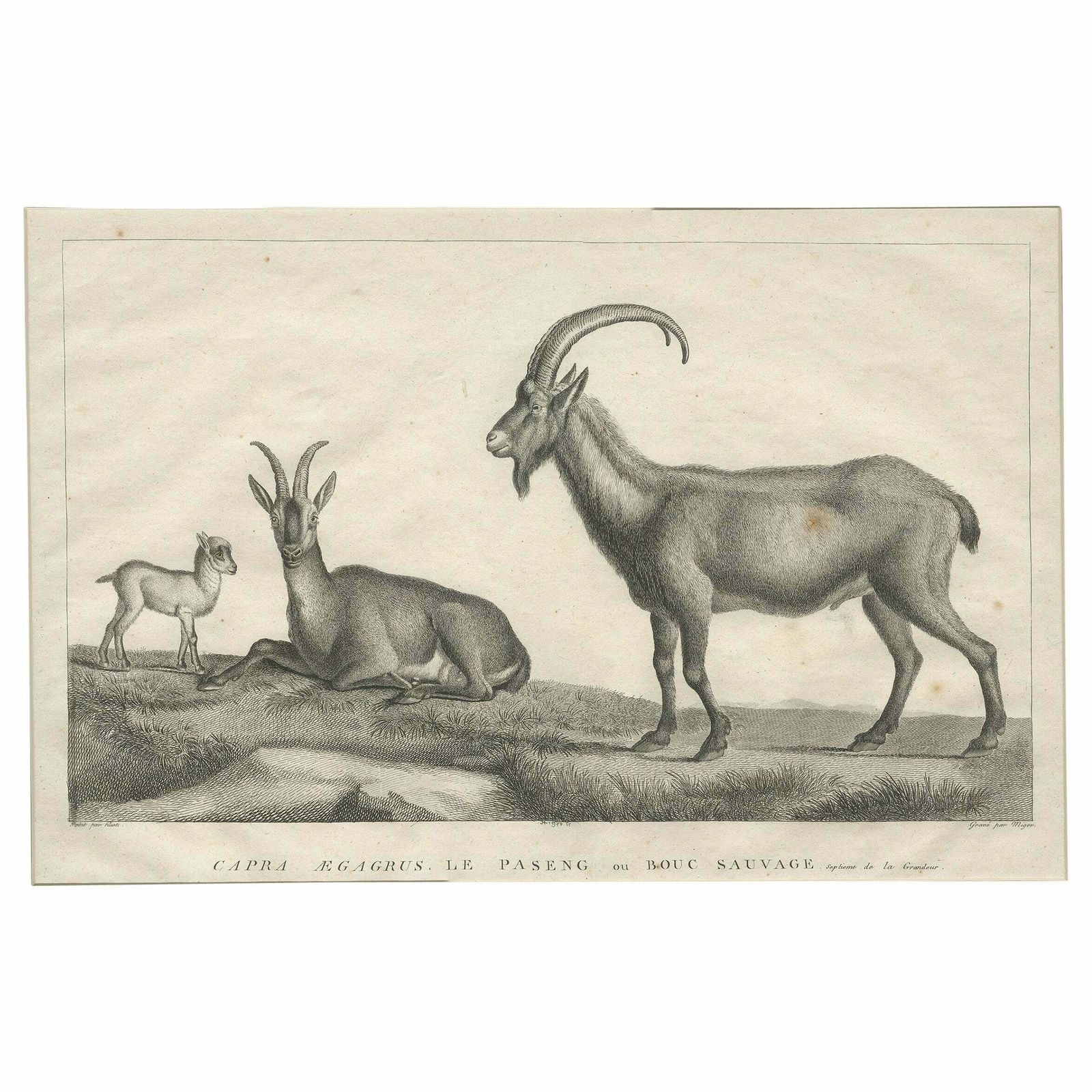 Antique Print Of A Wild Goat By Miger 'C.1805'