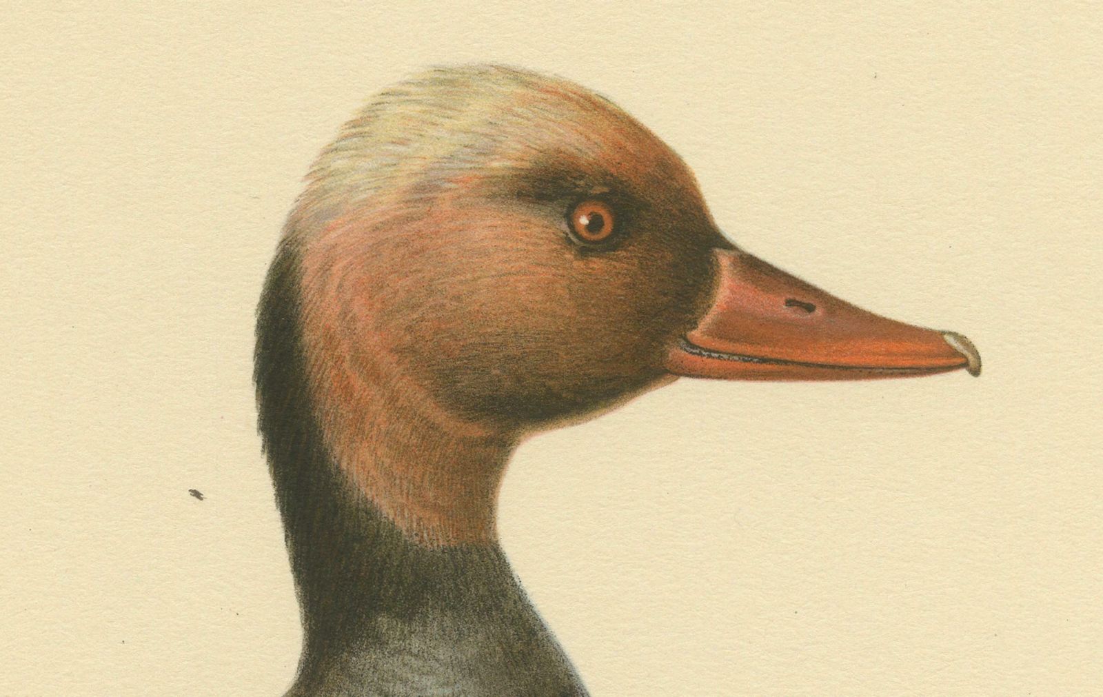 Old Bird Print Of The Red Crested Pochard By Magnus Von Wright photo furniture