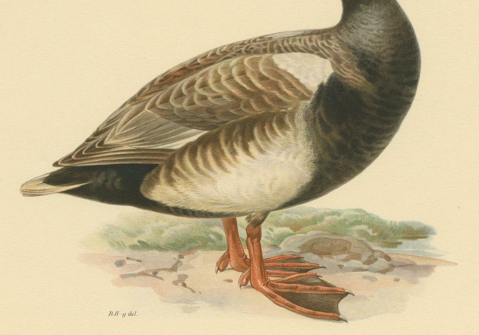 Old Bird Print Of The Red Crested Pochard By Magnus Von Wright photo Art
